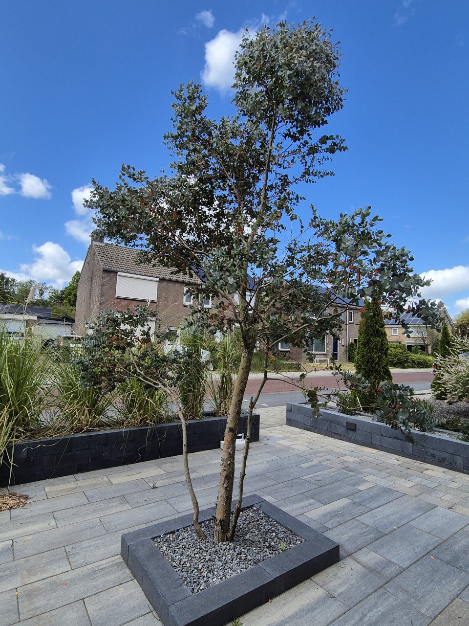 Mooie grote eucalyptus boom