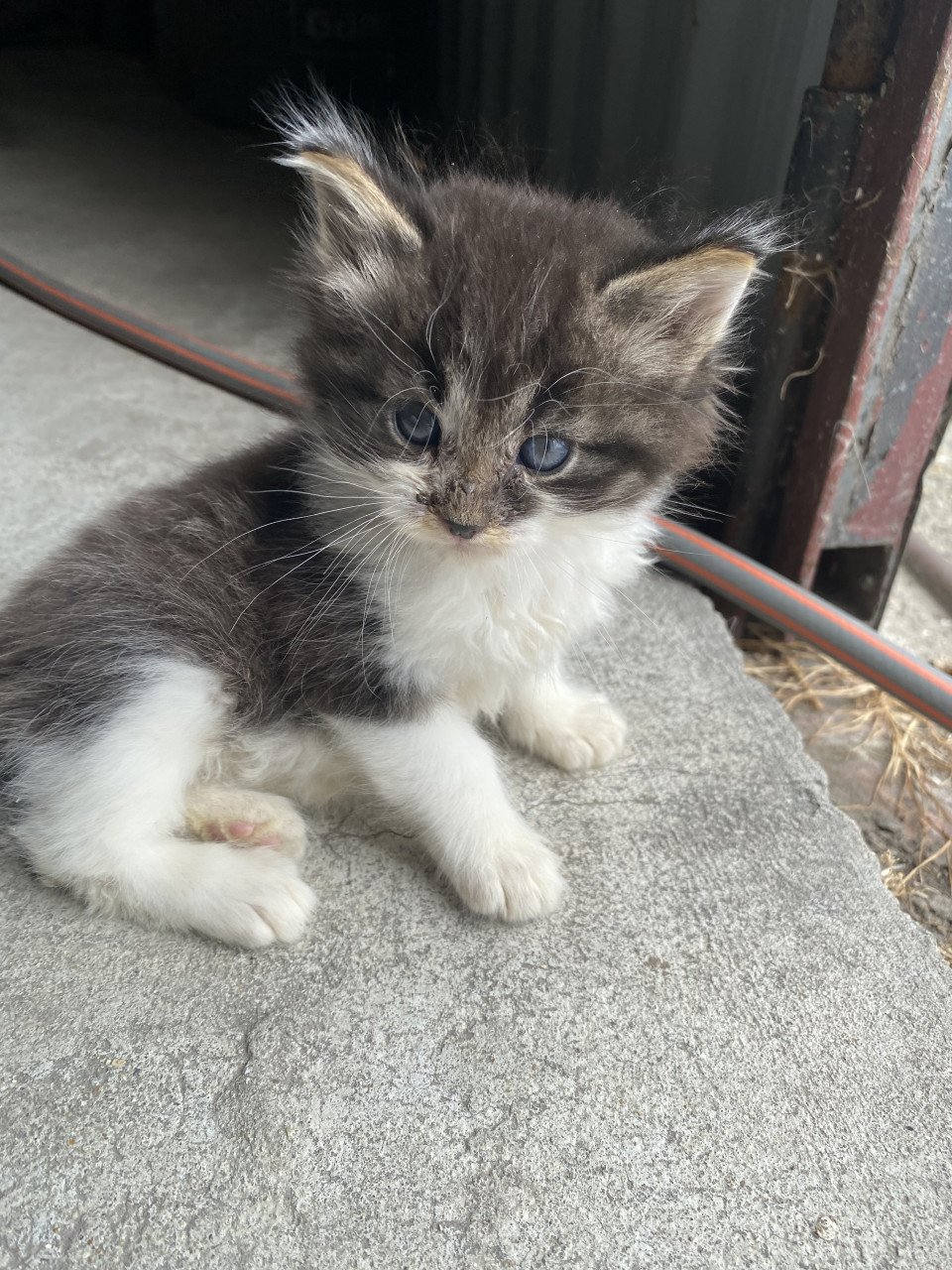 Kittens zoeken nieuw huisje!