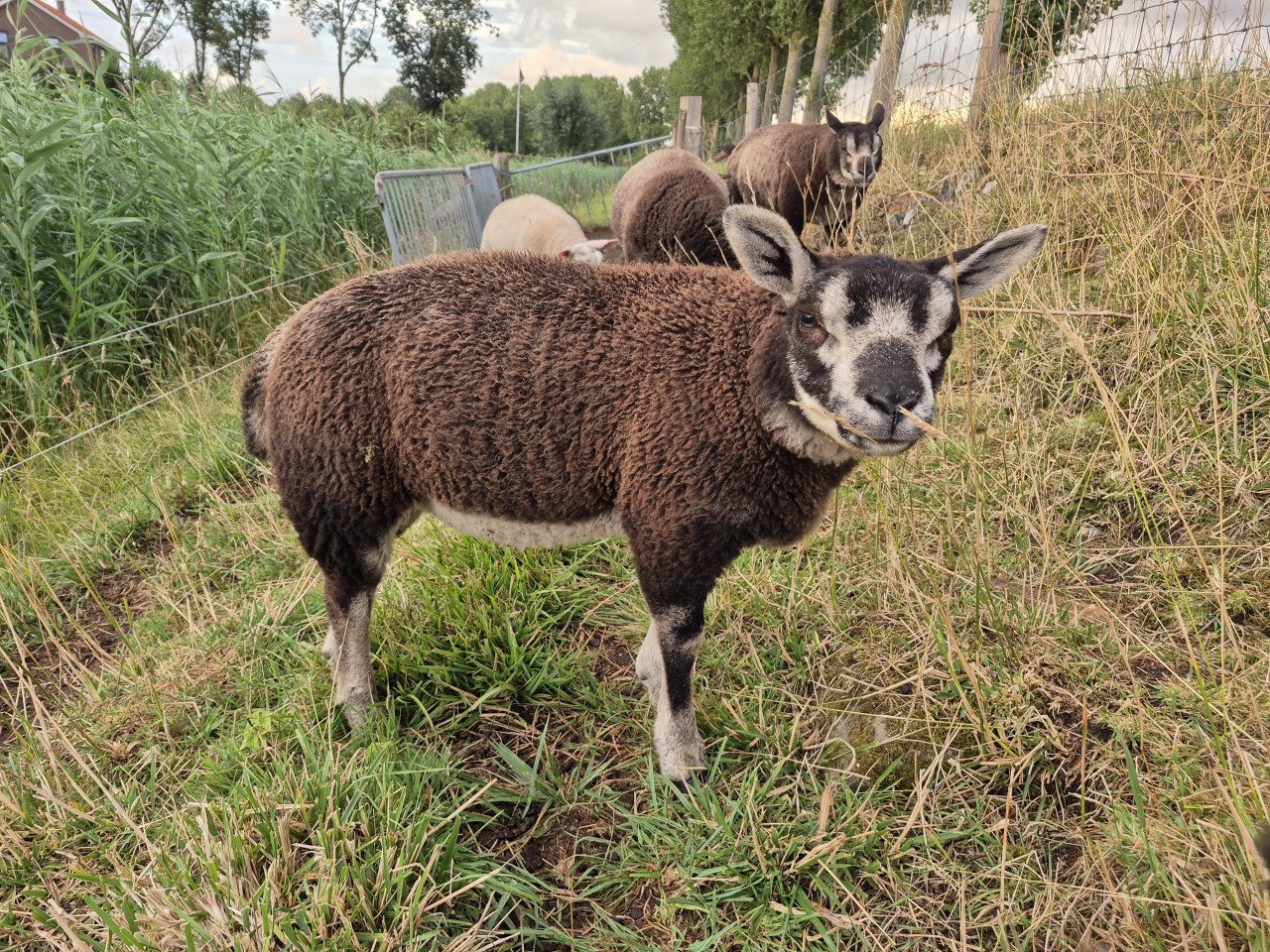 Schapen