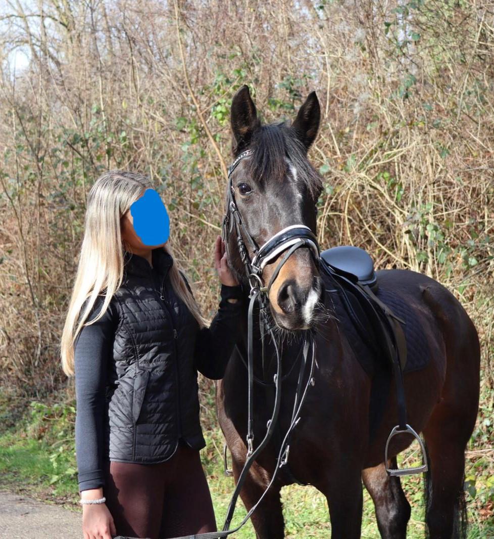 Donkerbruine merrie