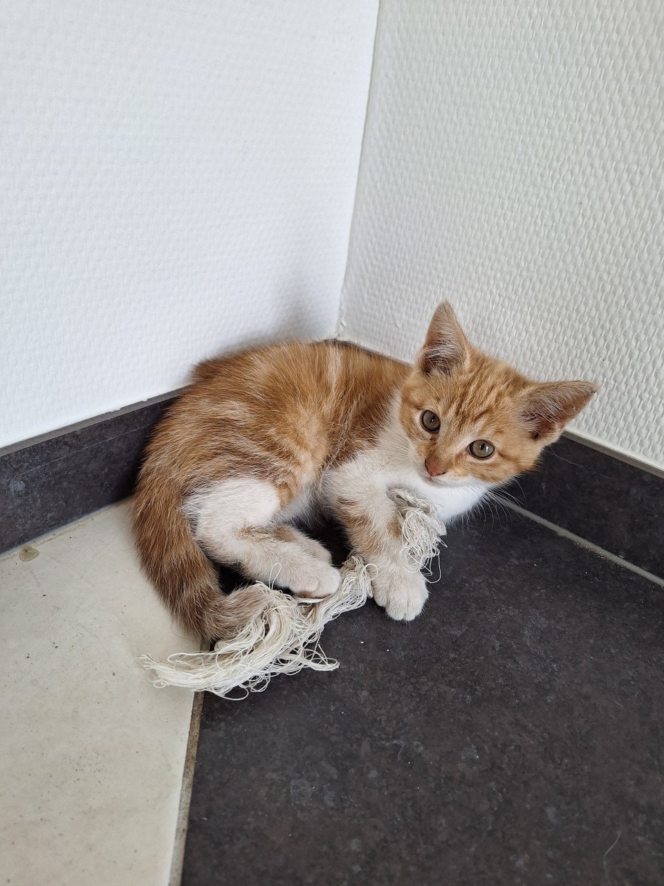 Kittens