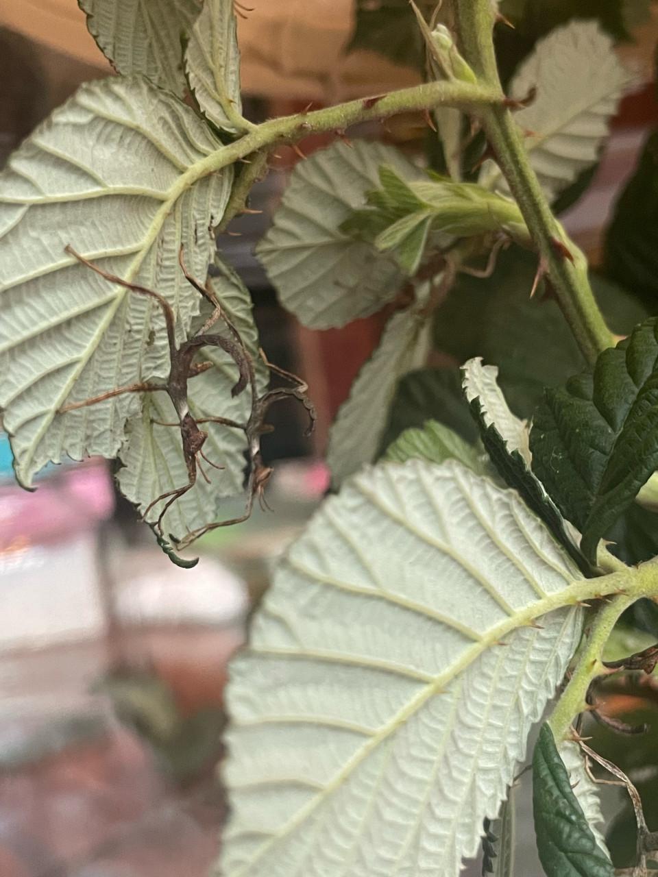 Australische flappentak