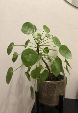 Pannenkoekenplant incl. Pot