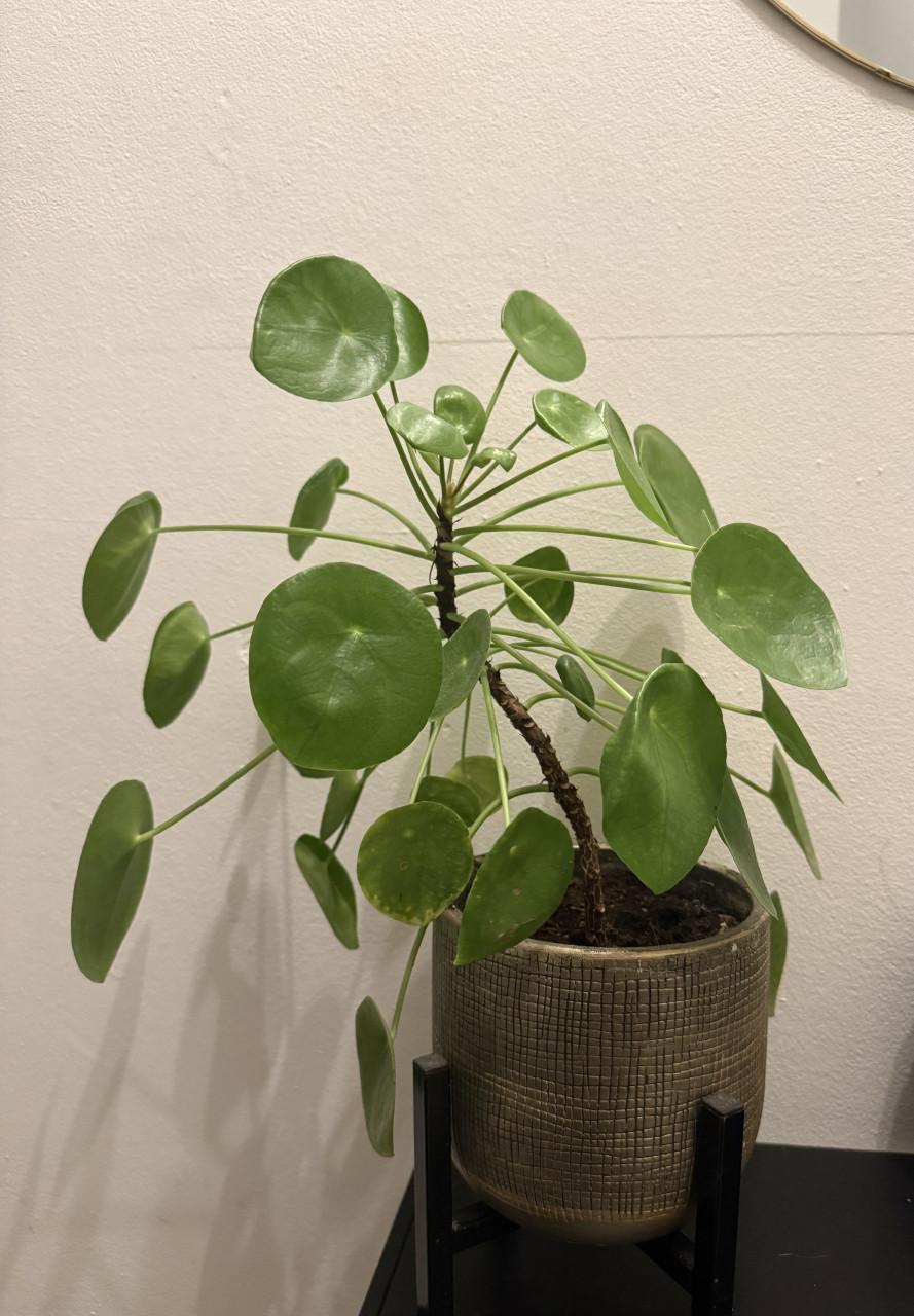 Pannenkoekenplant incl. Pot