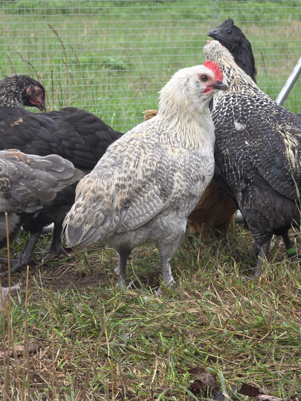 Kuikens (bio) natuur 75% kleurlegger