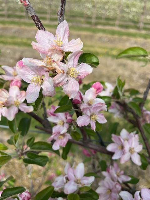 Fruitbomen in leivorm / Leibomen / Appel