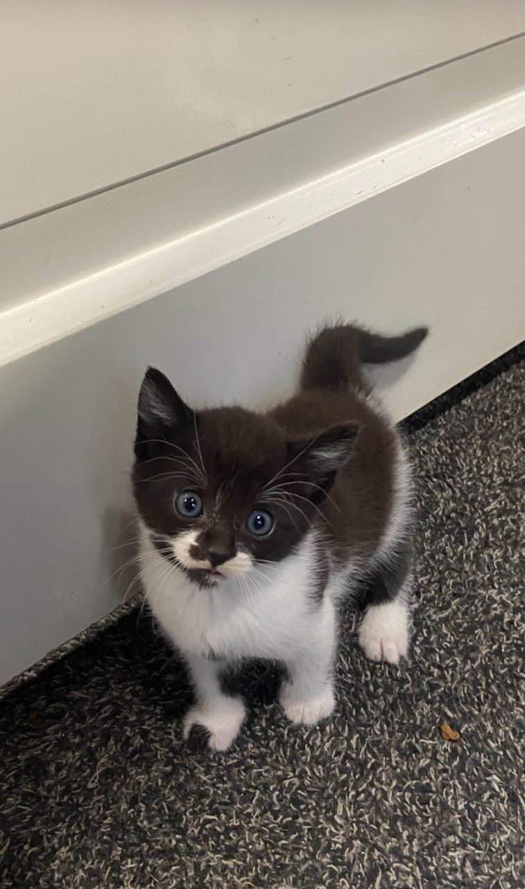 Snoezige kitten