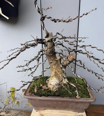 Bonsai eik quercus