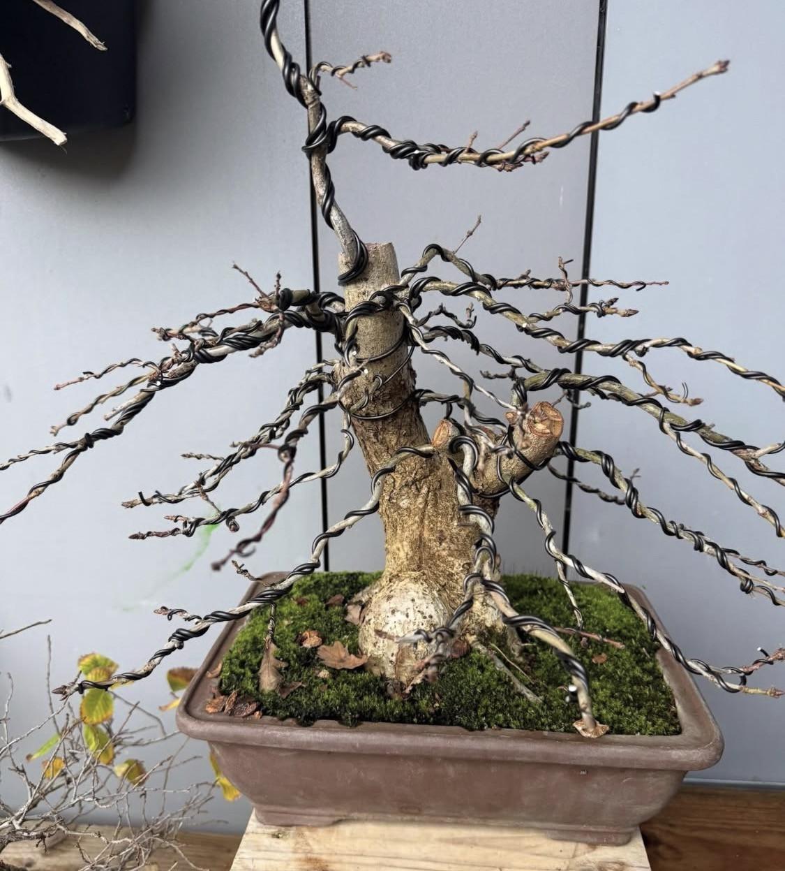 Bonsai eik quercus