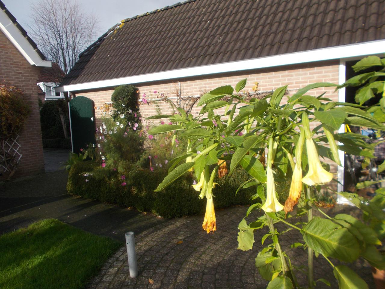 BRUGMANSIA /  Engelen trompetbloem planten