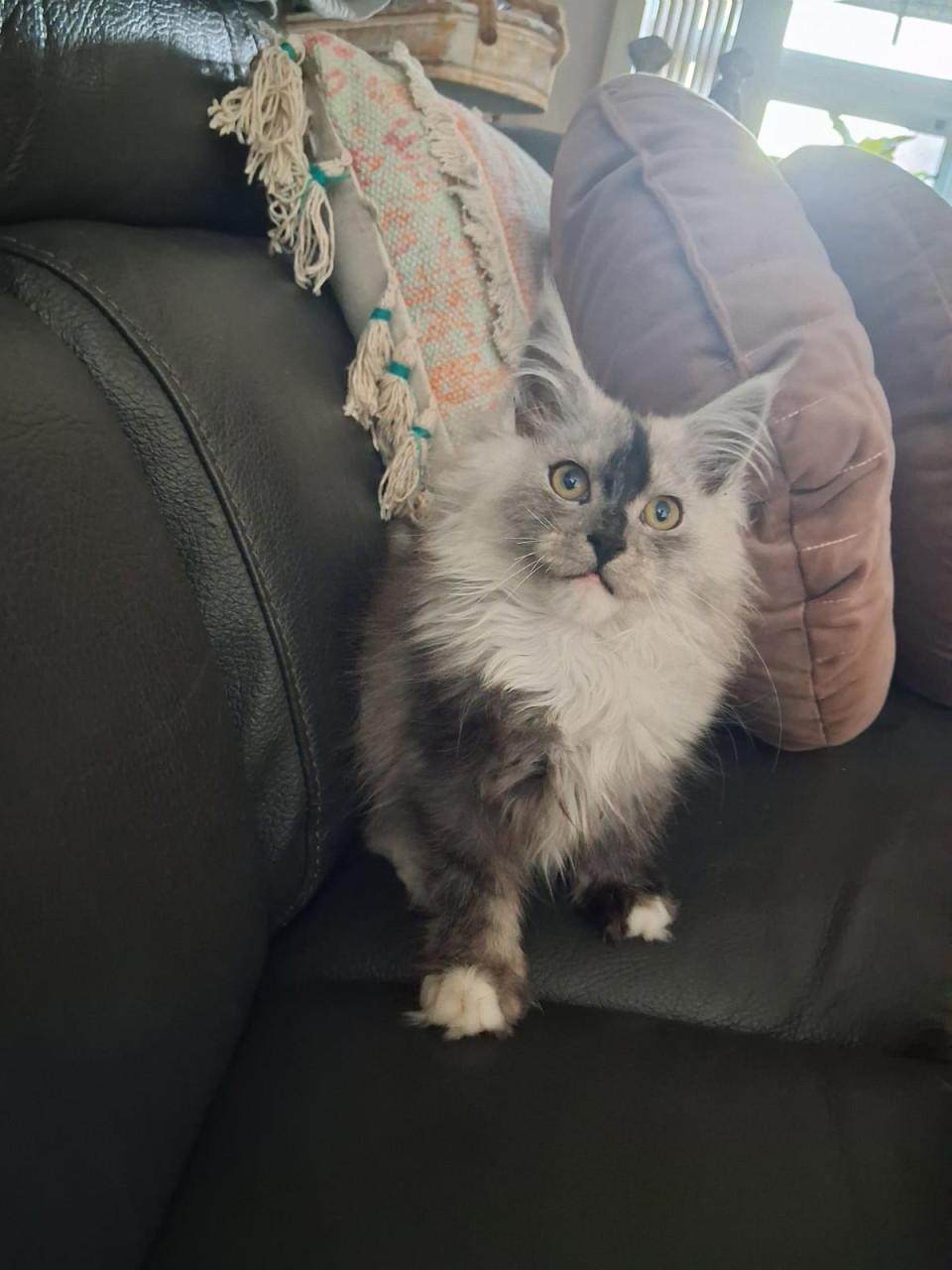 Kittens Maincoons