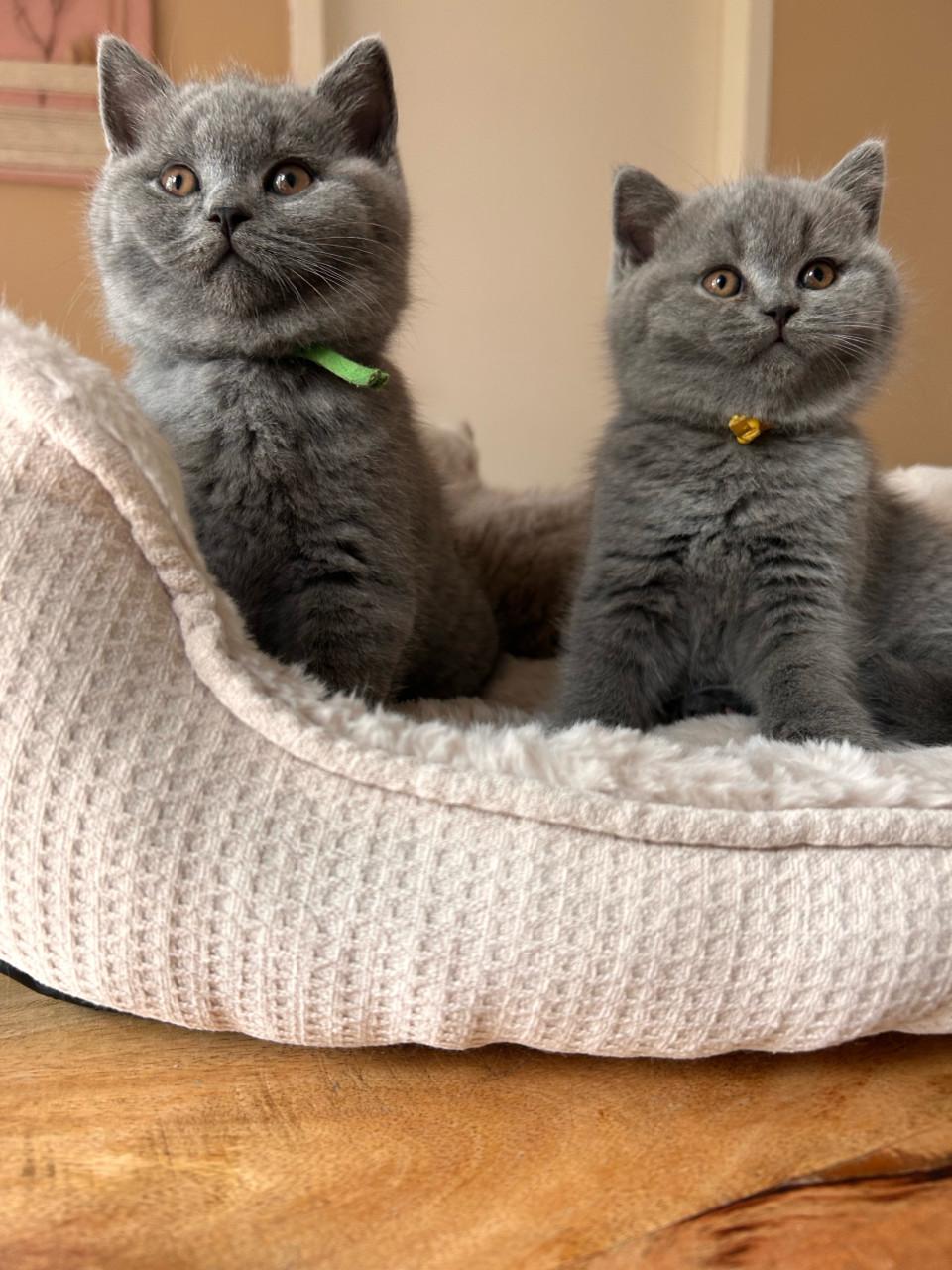 Brits korthaar kittens met stamboom