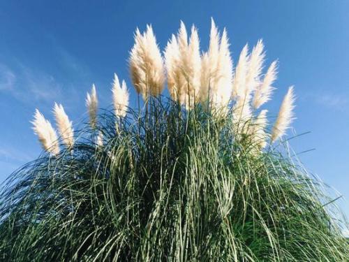 Pampas pluimen