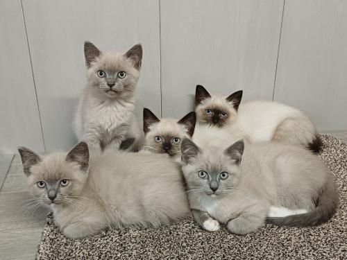 Mooie Brits Korthaar x Ragdoll kittens mogen verhuizen