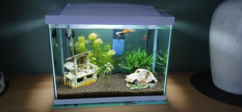 Superfish start 50 aquarium