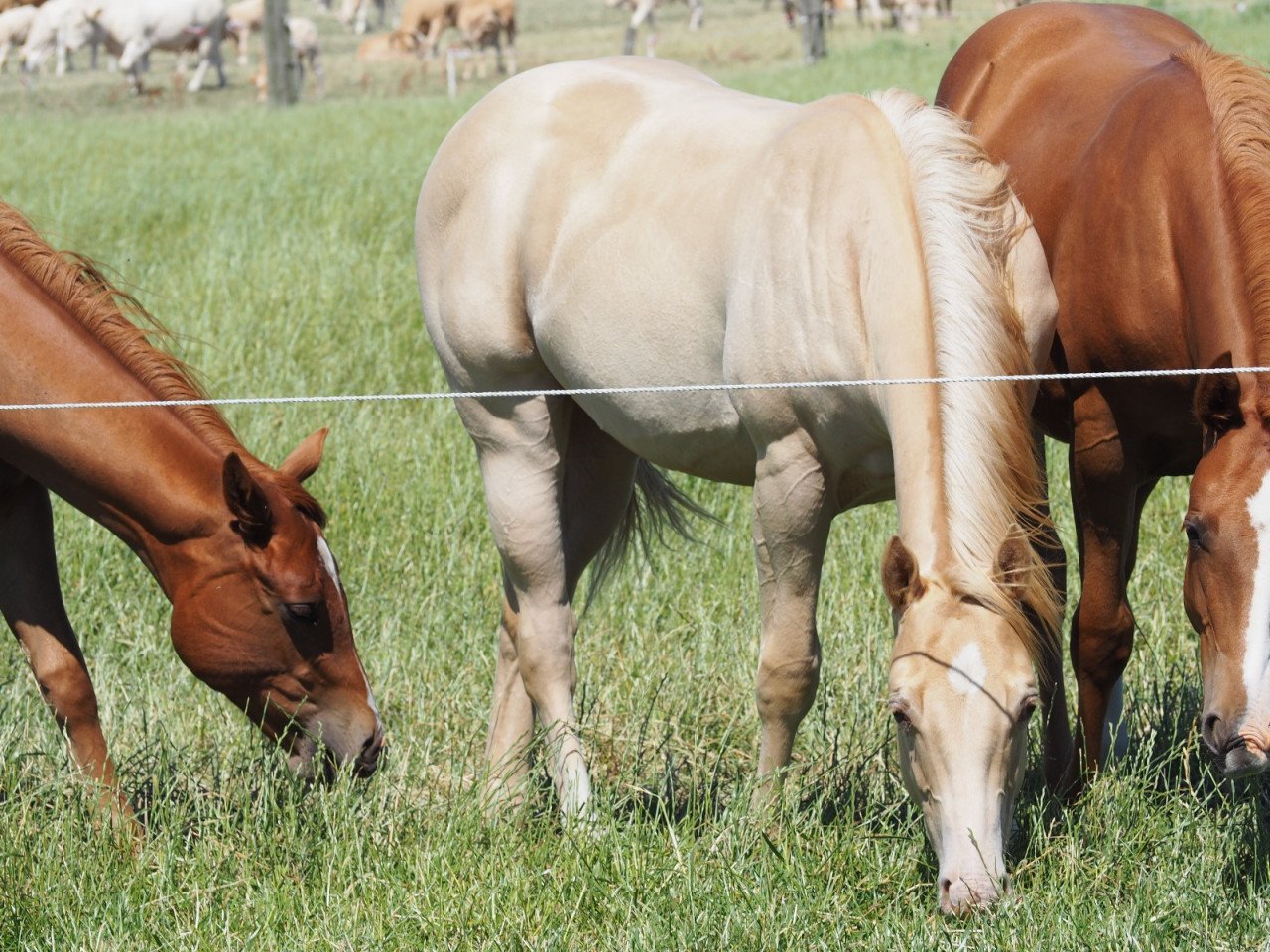 Prachtige Gold Champagne AQHA quarter jaarling