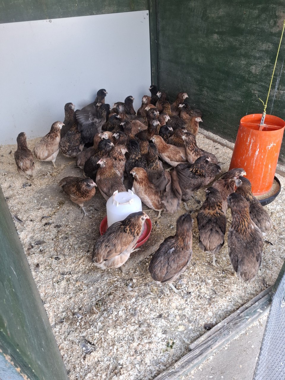 Araucana en groenleggers voor groene eieren