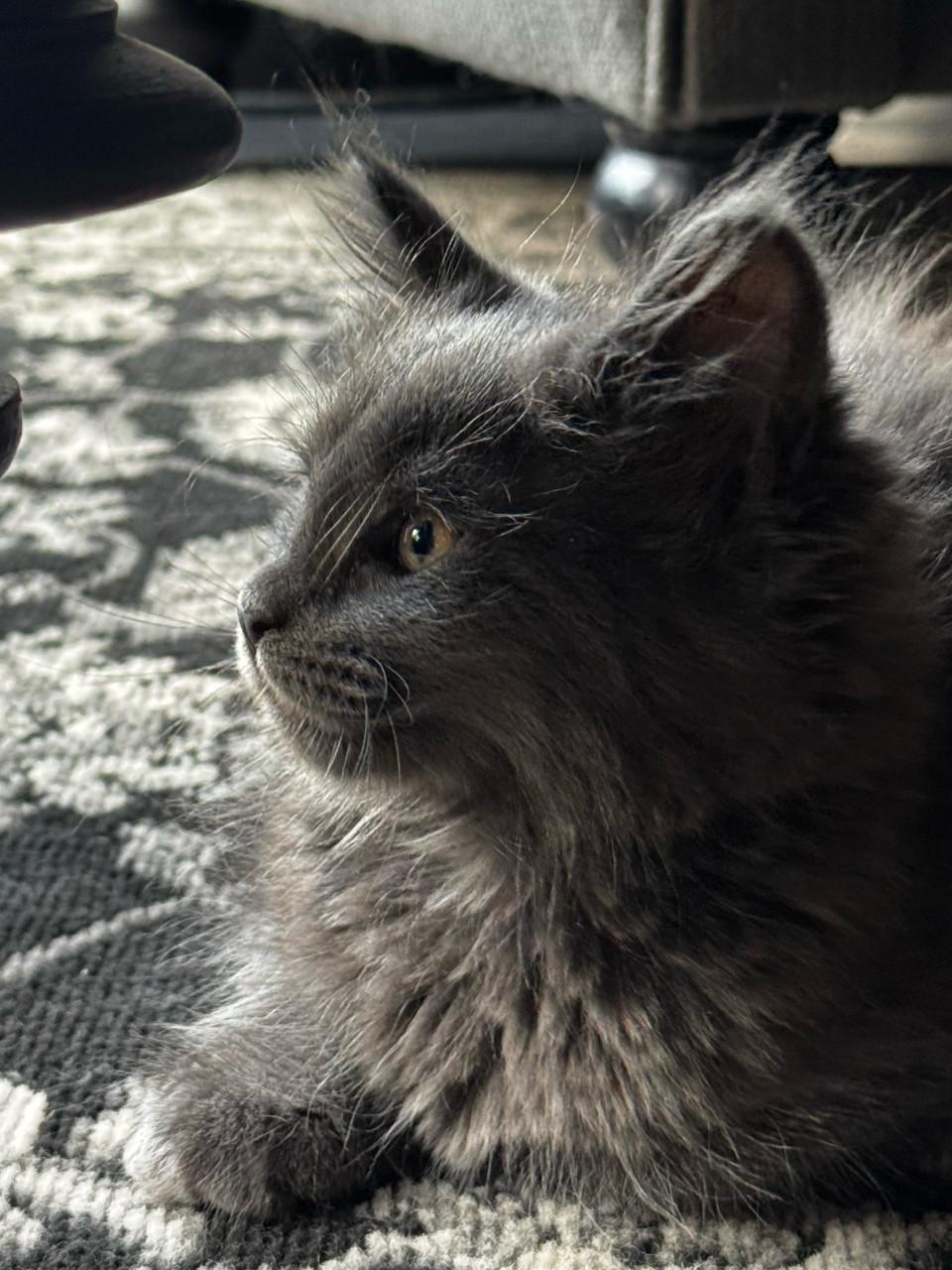 Maine coon kittens blue