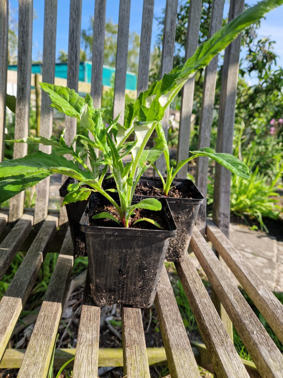 Vaste planten - tuinplantjes - plantenkraampje