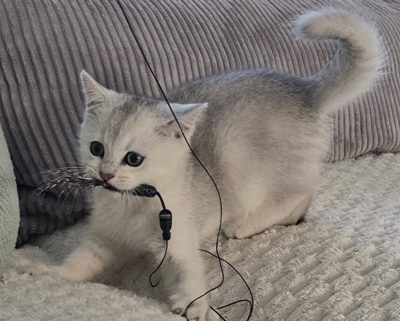 Brits korthaar Black silver shaded kitten