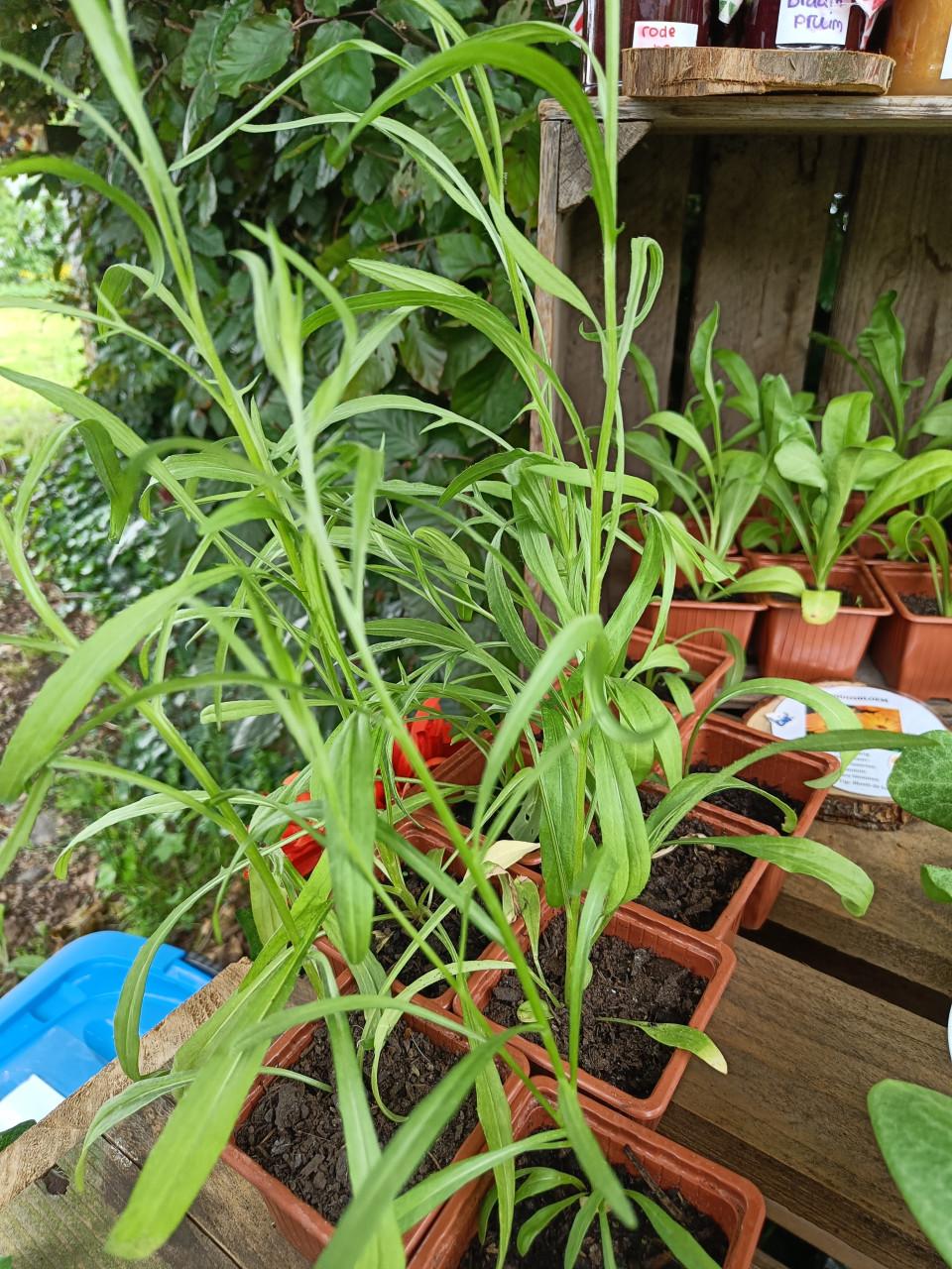 🐴🌱 Biologische paard vriendelijke plantjes 🌱🐴