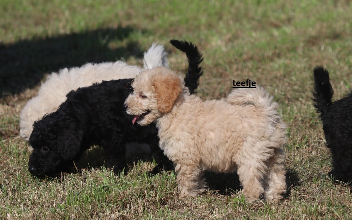 Matipoo-doodle