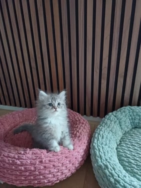 We hebben 2 prachtige langhaar kittens beschikbaar,