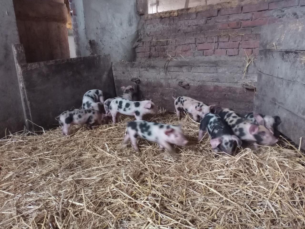 Bonte Bentheimer biggen