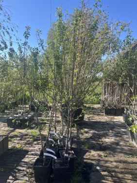 Grote hoeveelheid fruitbomen te koop