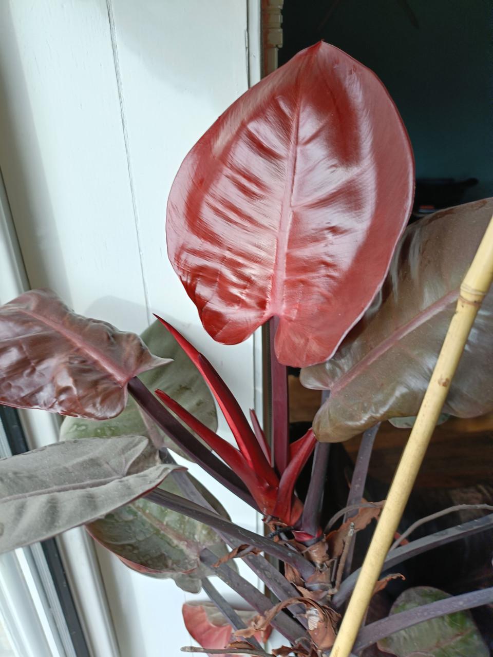 Kamerplant Philodendron Pink