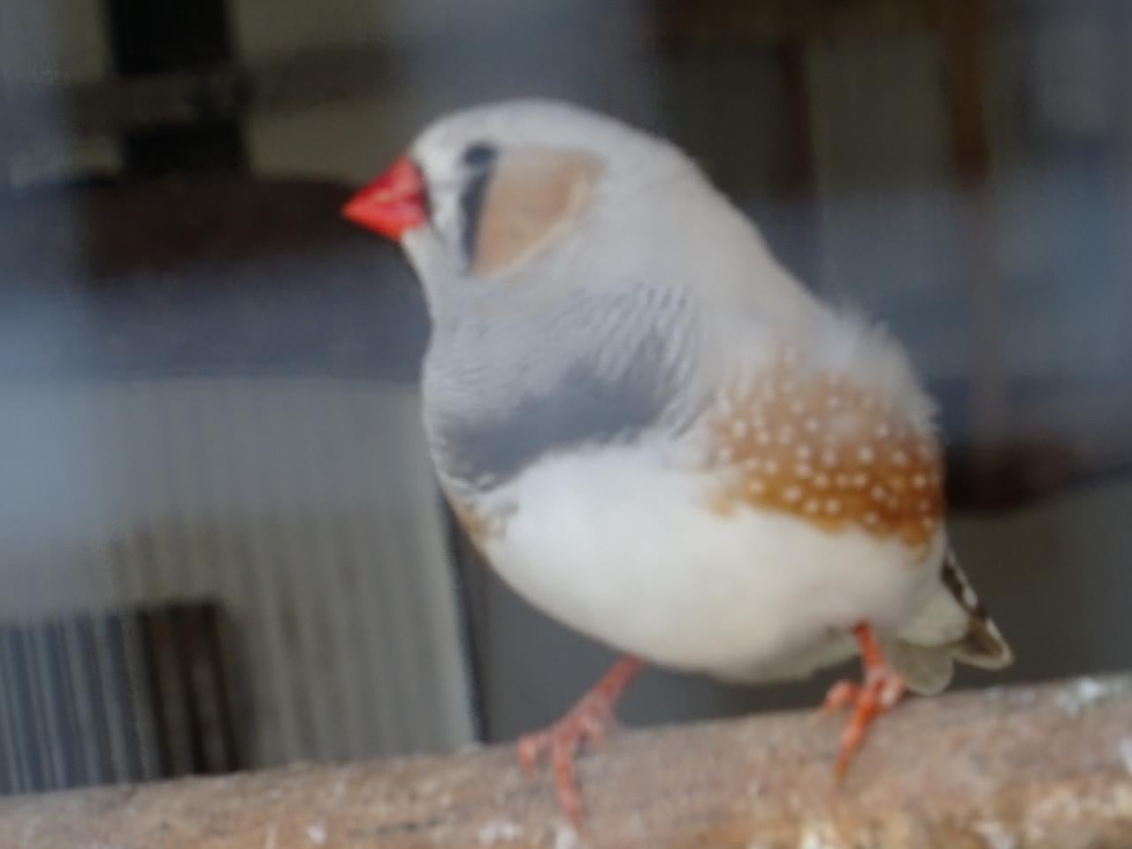 TE KOOP VERSCHILLENDEVOLIERE VOGELS BROEDRIJP
