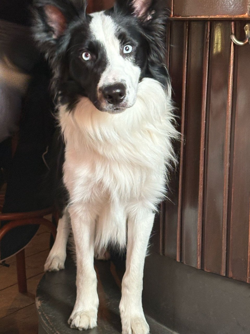 Border-Collie Dekreu beschikbaar.