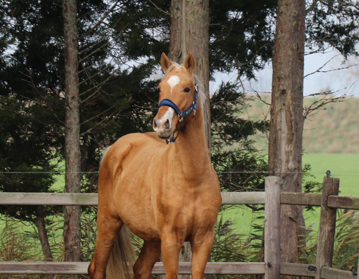 3 jarige palomino