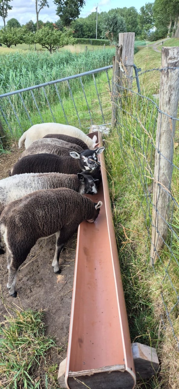 Schapen