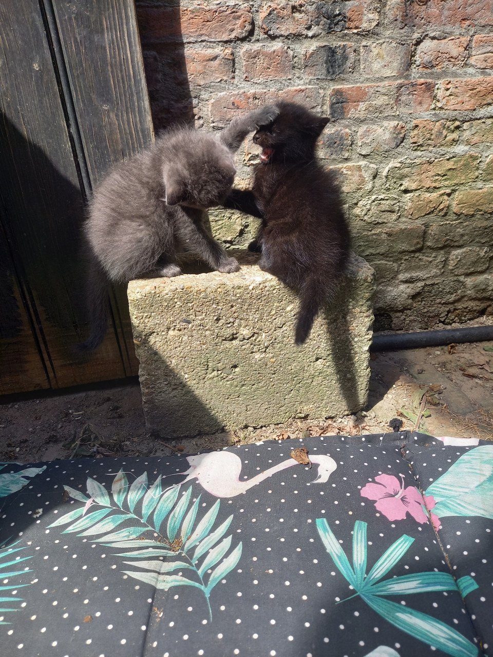 Kittens