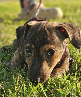 Jack Russell pups