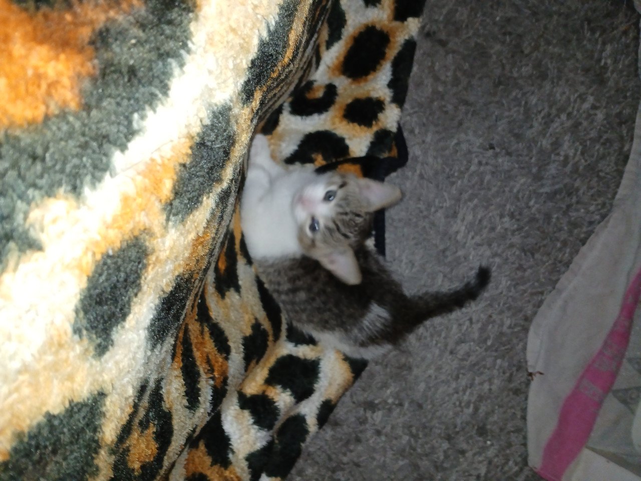 Gratis kittens