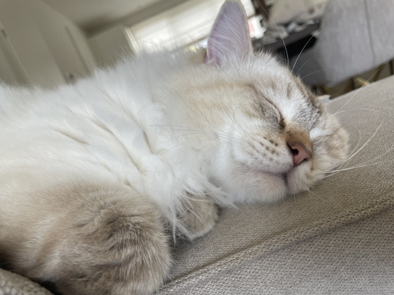 Ragdoll katers