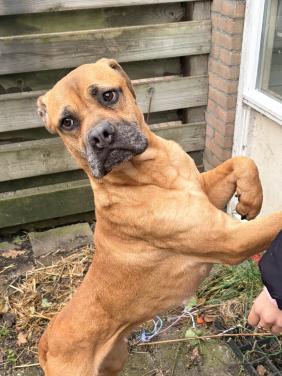 Gouden mandje voor zuma