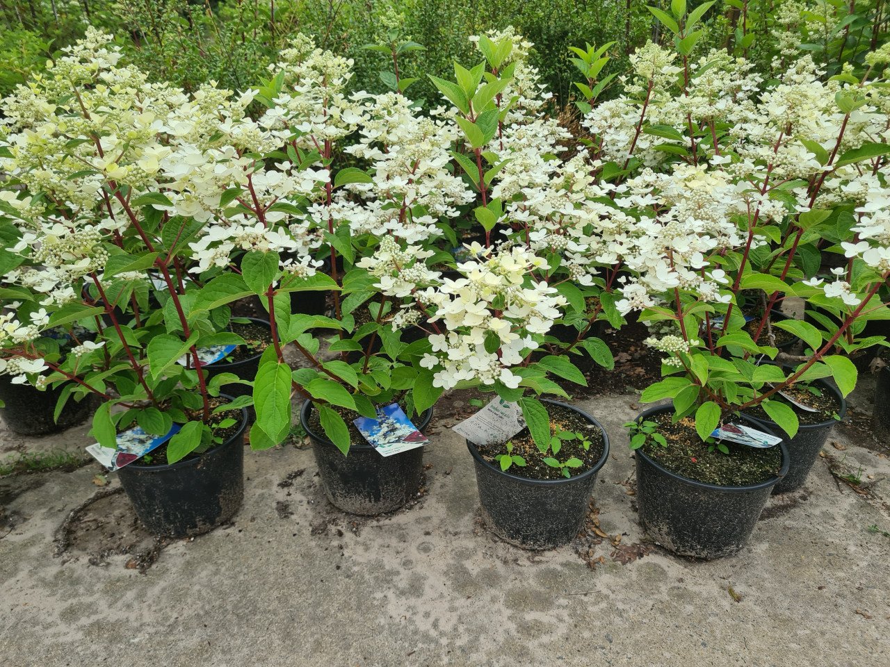 Pluimhortensia Wim's Red