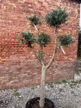 Olijfbomen, olijfboom bonsai totaalhoogte 217 cm Stamomtrek 26/28 cm