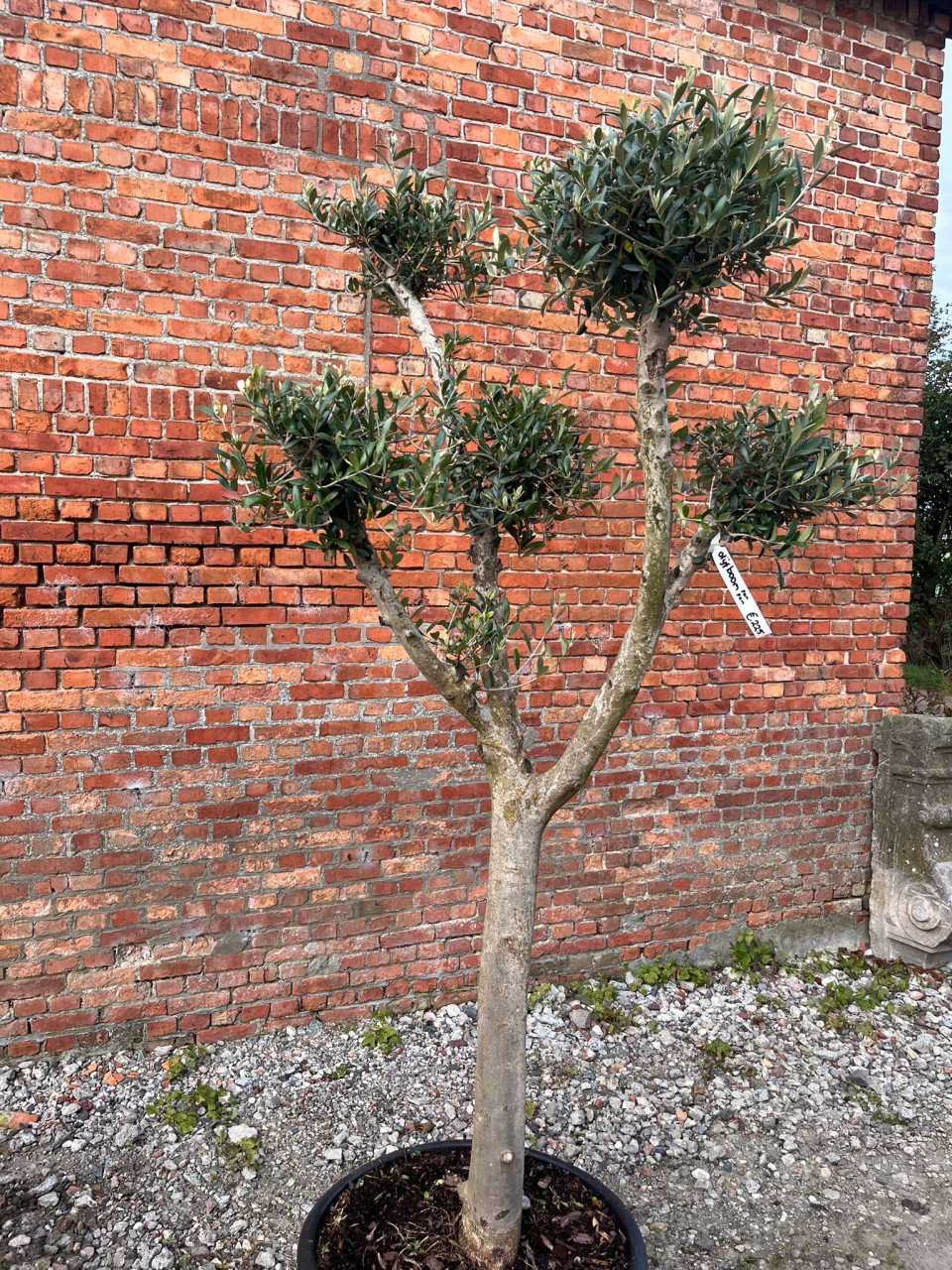 Olijfbomen, olijfboom bonsai totaalhoogte 217 cm Stamomtrek 26/28 cm