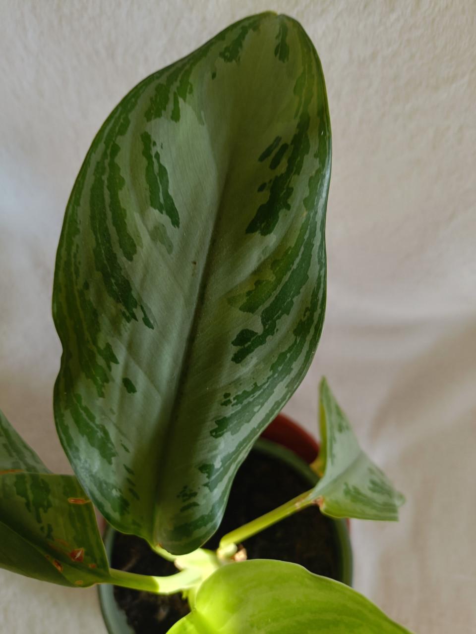 Jonge kamerplant