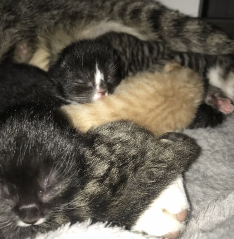 Kittens zoeken gouden mandje 😻🧺