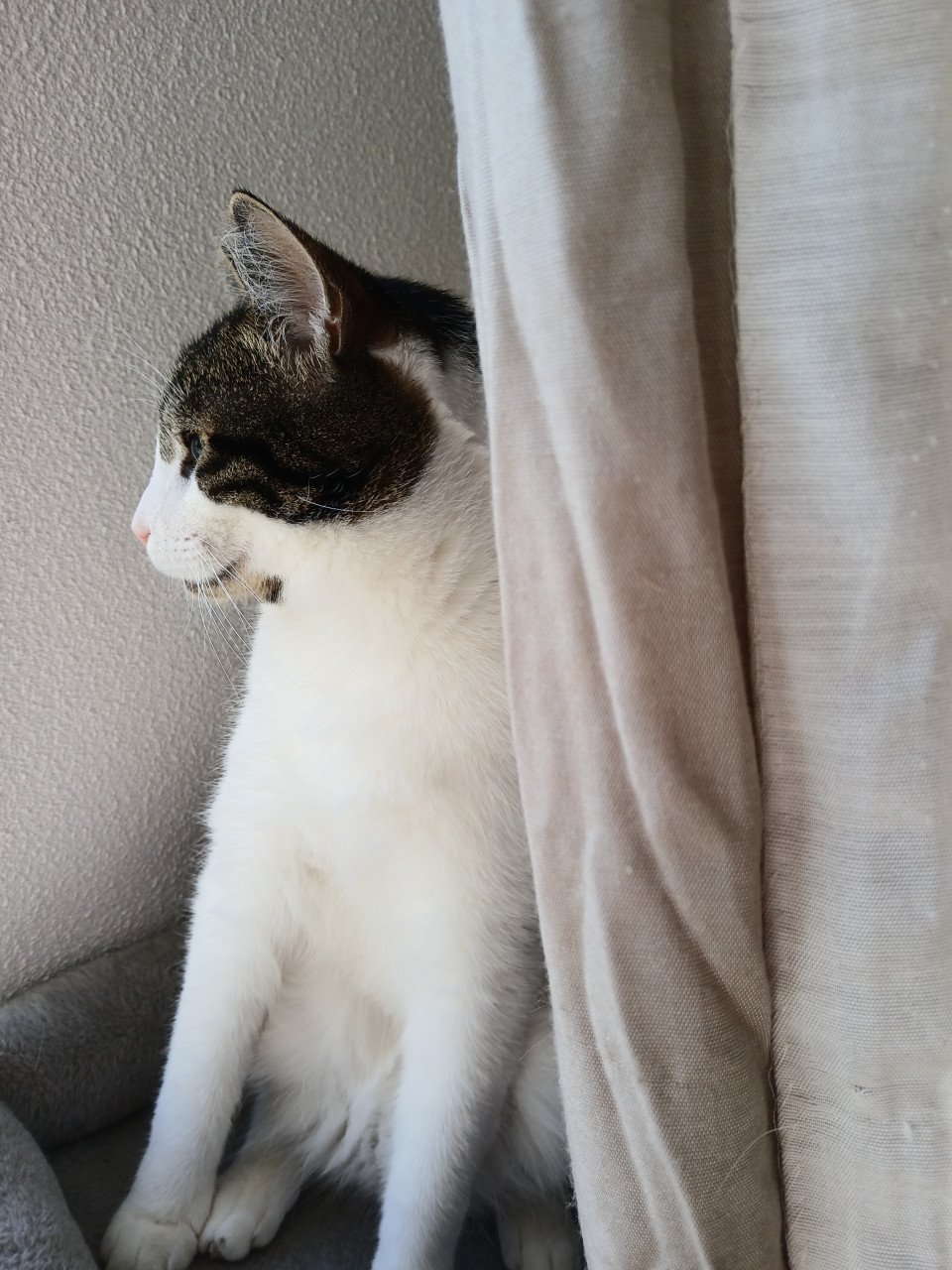 2 katten gecastreerd , gechipped , gevaccineerd , ontwormd