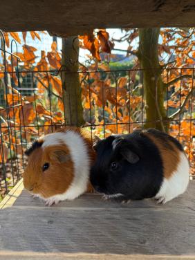 2 mannetjes cavia’s
