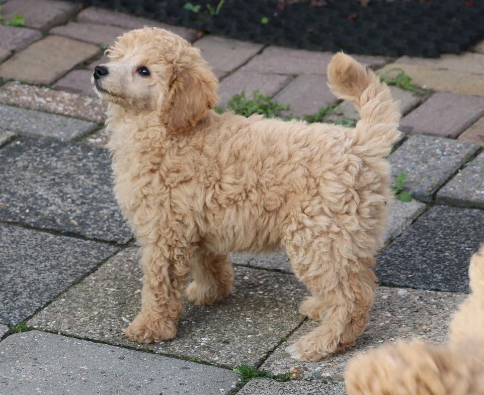 Dwerg poedel pups