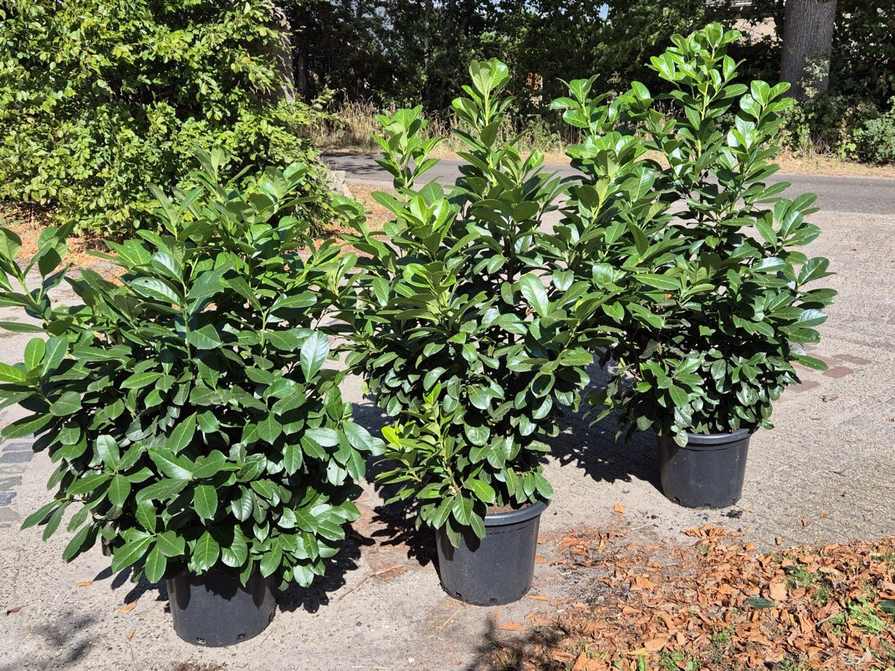 Forse Prunus Etna laurierstruiken
