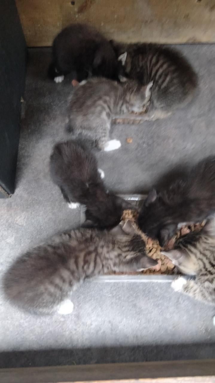 Kittens