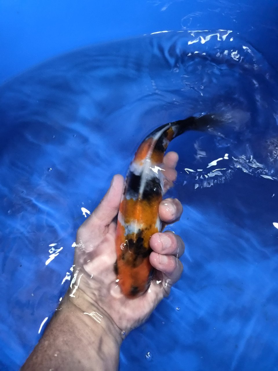 Diverse koi